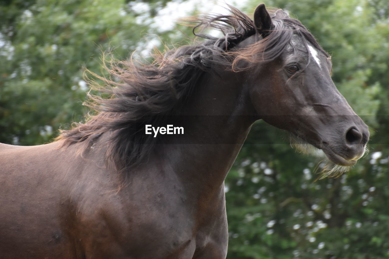 CLOSE-UP OF HORSE ON FIELD