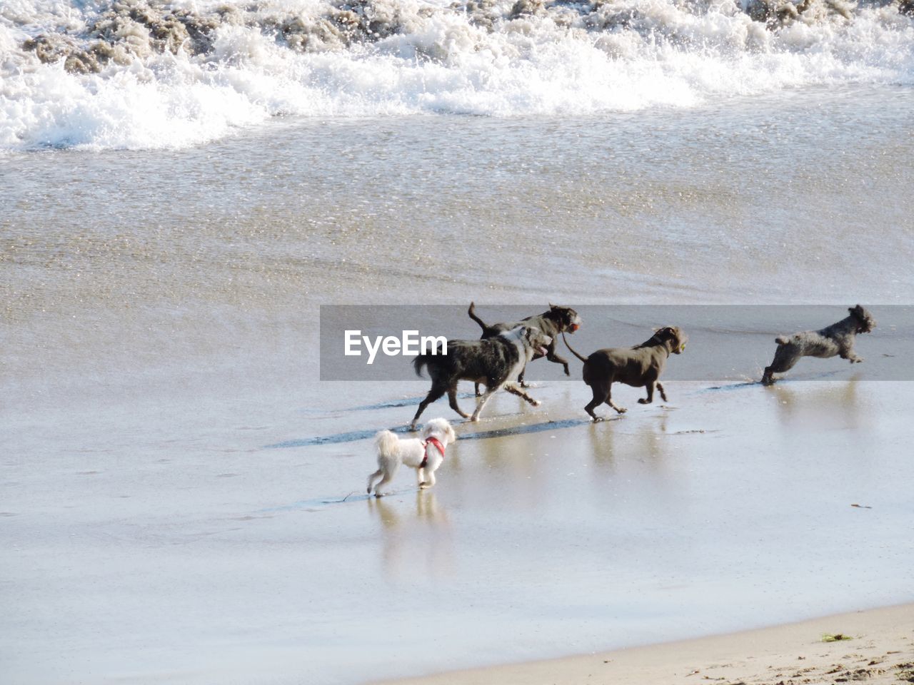 Flock of dogs on beach