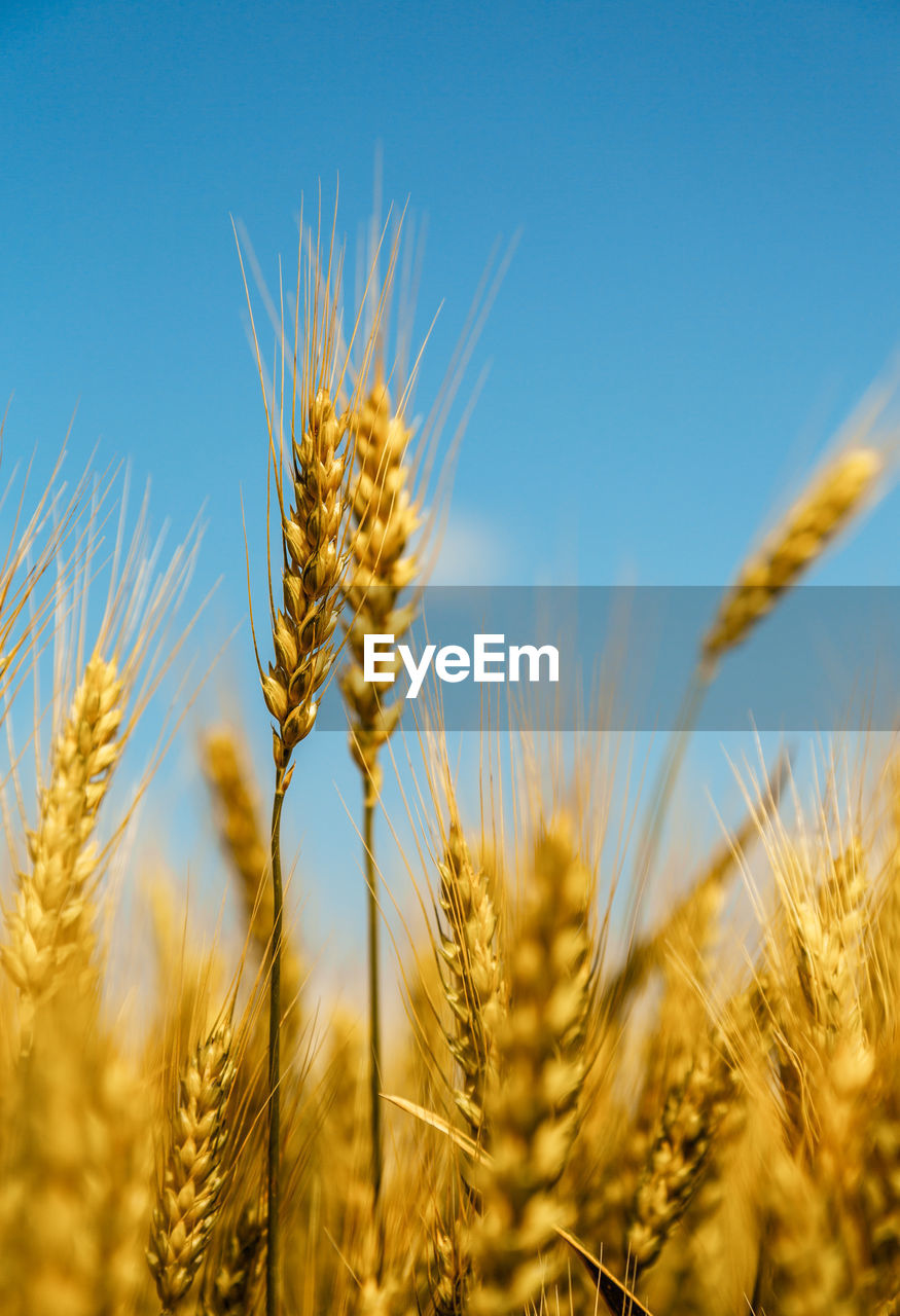 Close up of ripe wheat ears against beautiful sky with clouds.