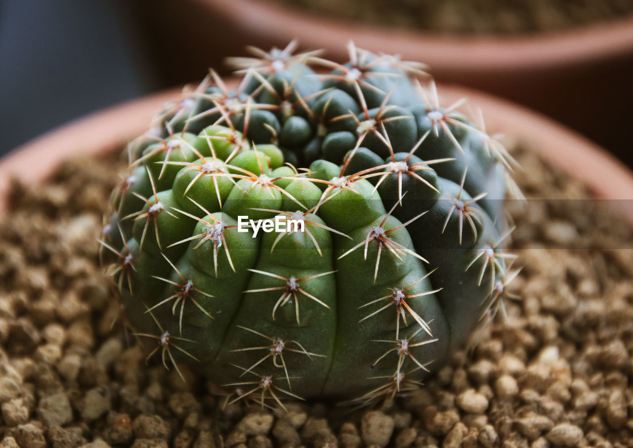 Close-up of succulent plant