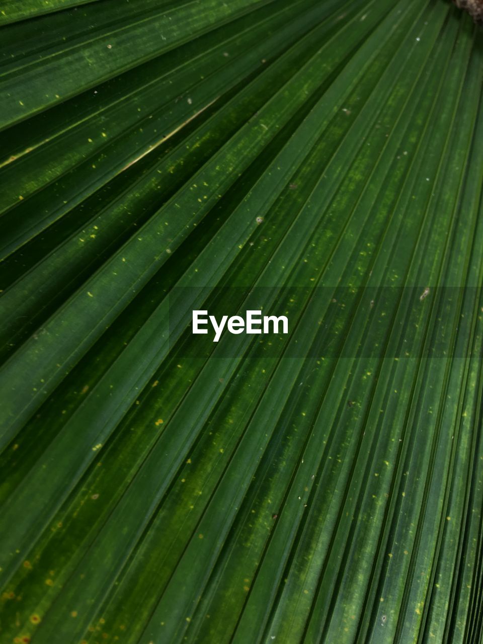 Full frame shot of palm leaves