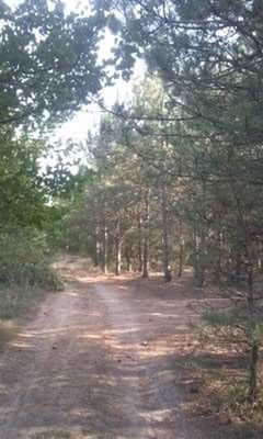 VIEW OF ROAD IN FOREST