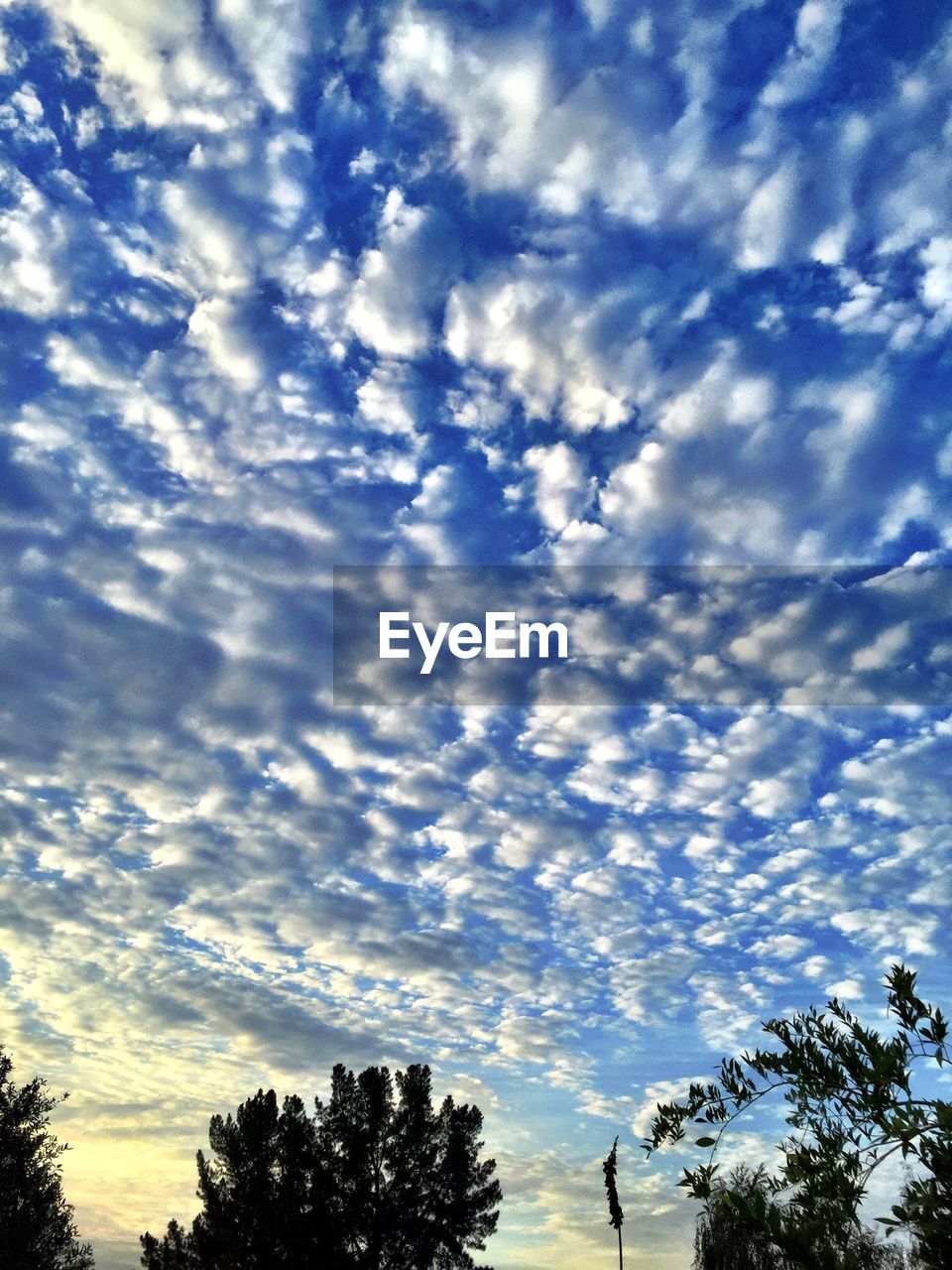 LOW ANGLE VIEW OF TREES AGAINST CLOUDY SKY