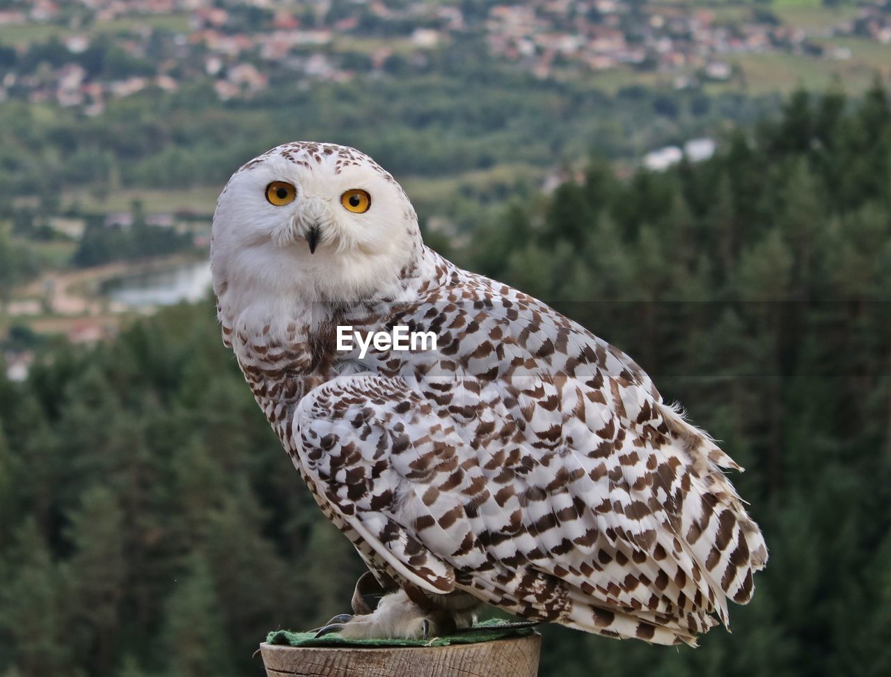 Close-up portrait of owl