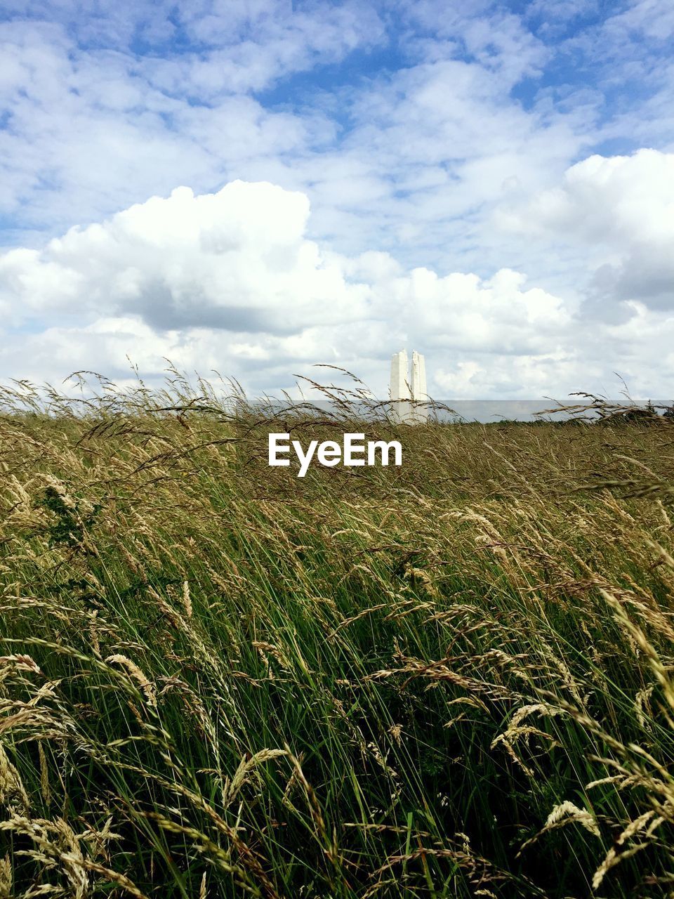 Scenic view of grassy field against sky