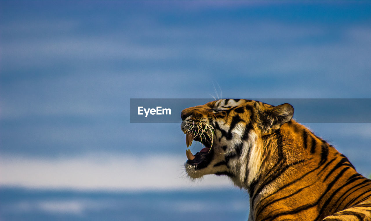 View of a tiger