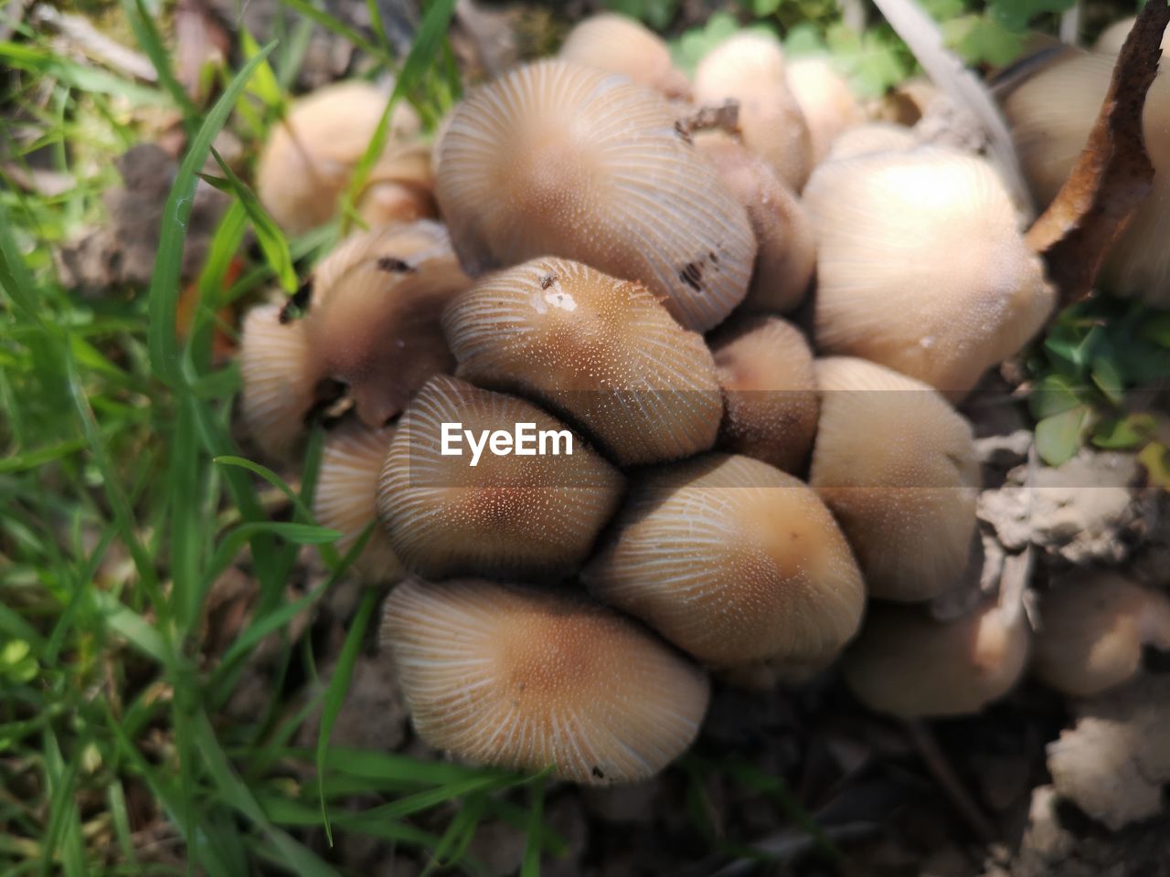 Close-up of mushrooms growing on field