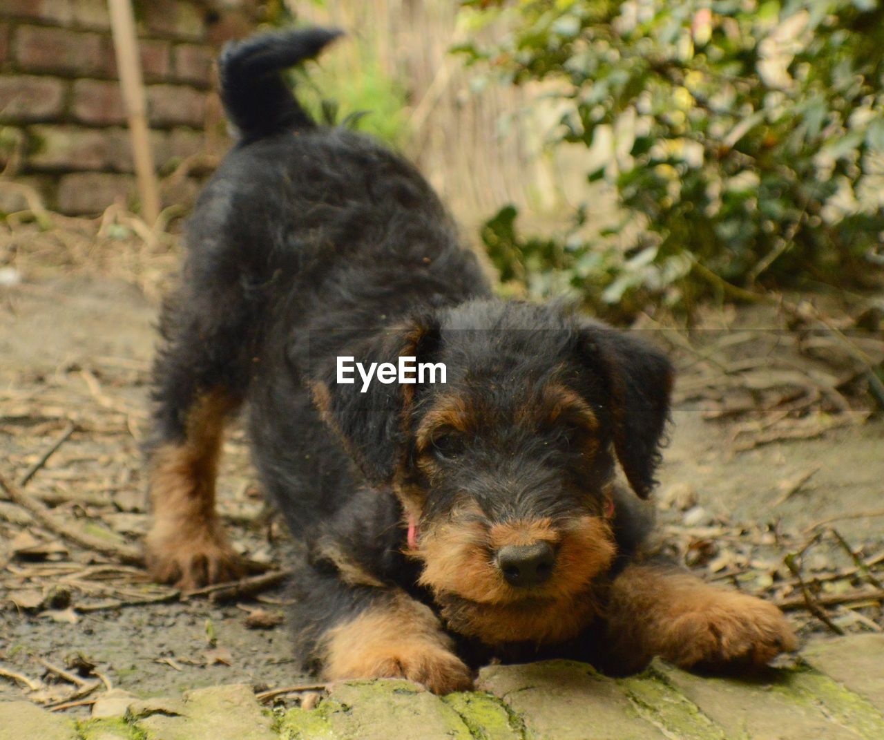 Portrait of airedale terrier puppy in back yard
