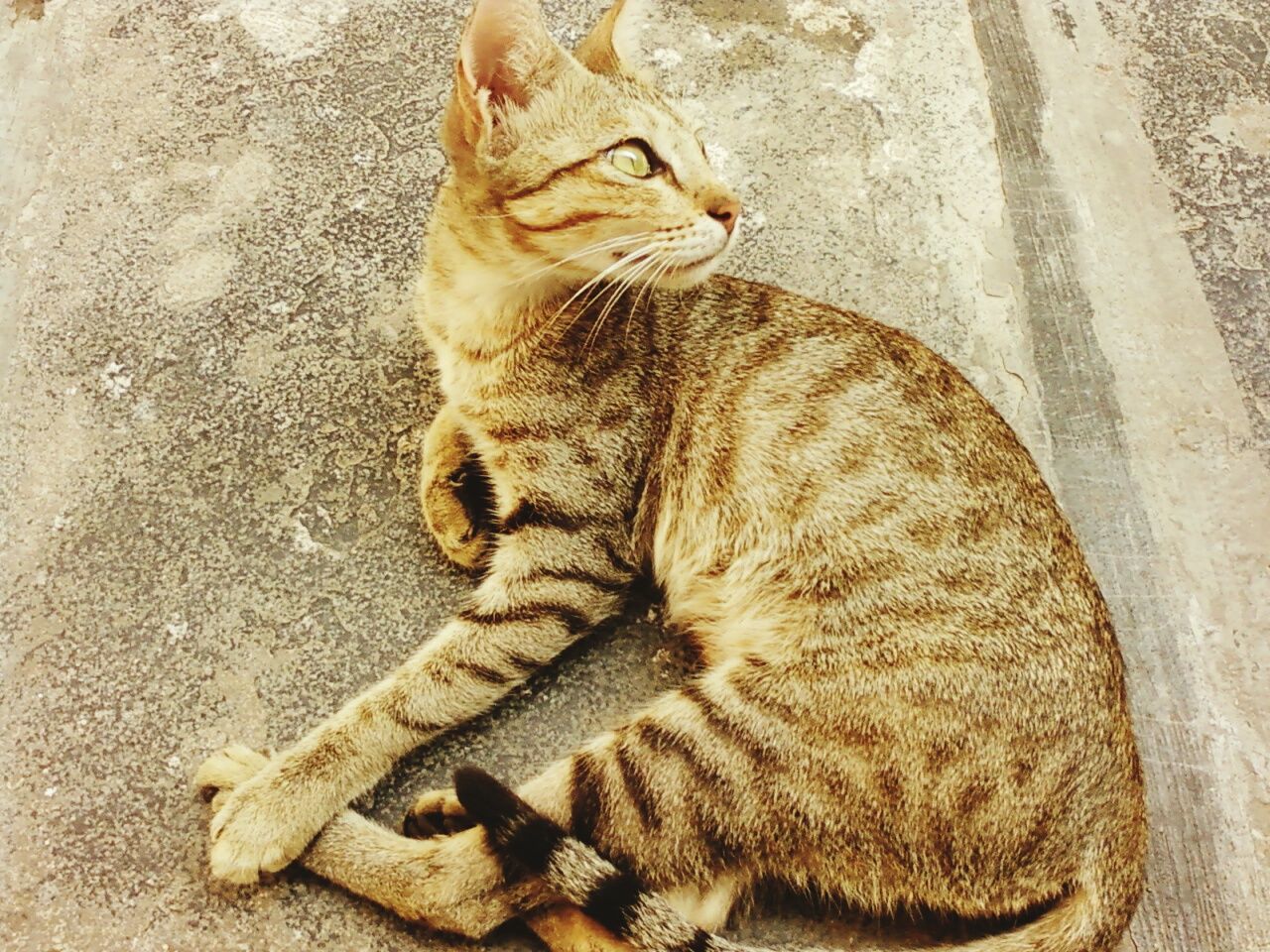 CAT WITH SHADOW ON BACKGROUND