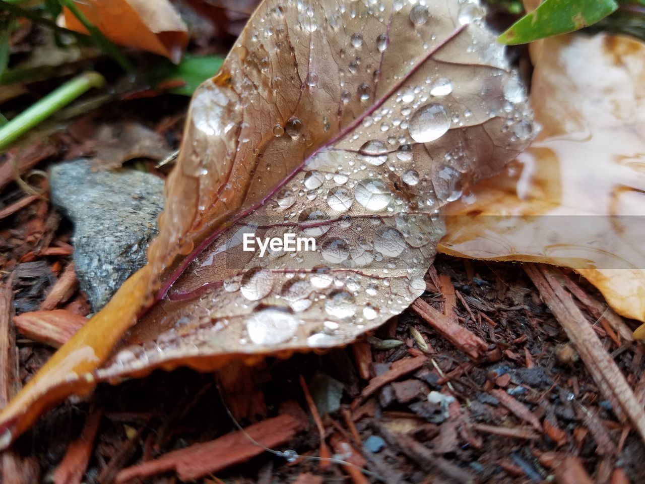 CLOSE-UP OF WET DRY LEAVES ON LAND