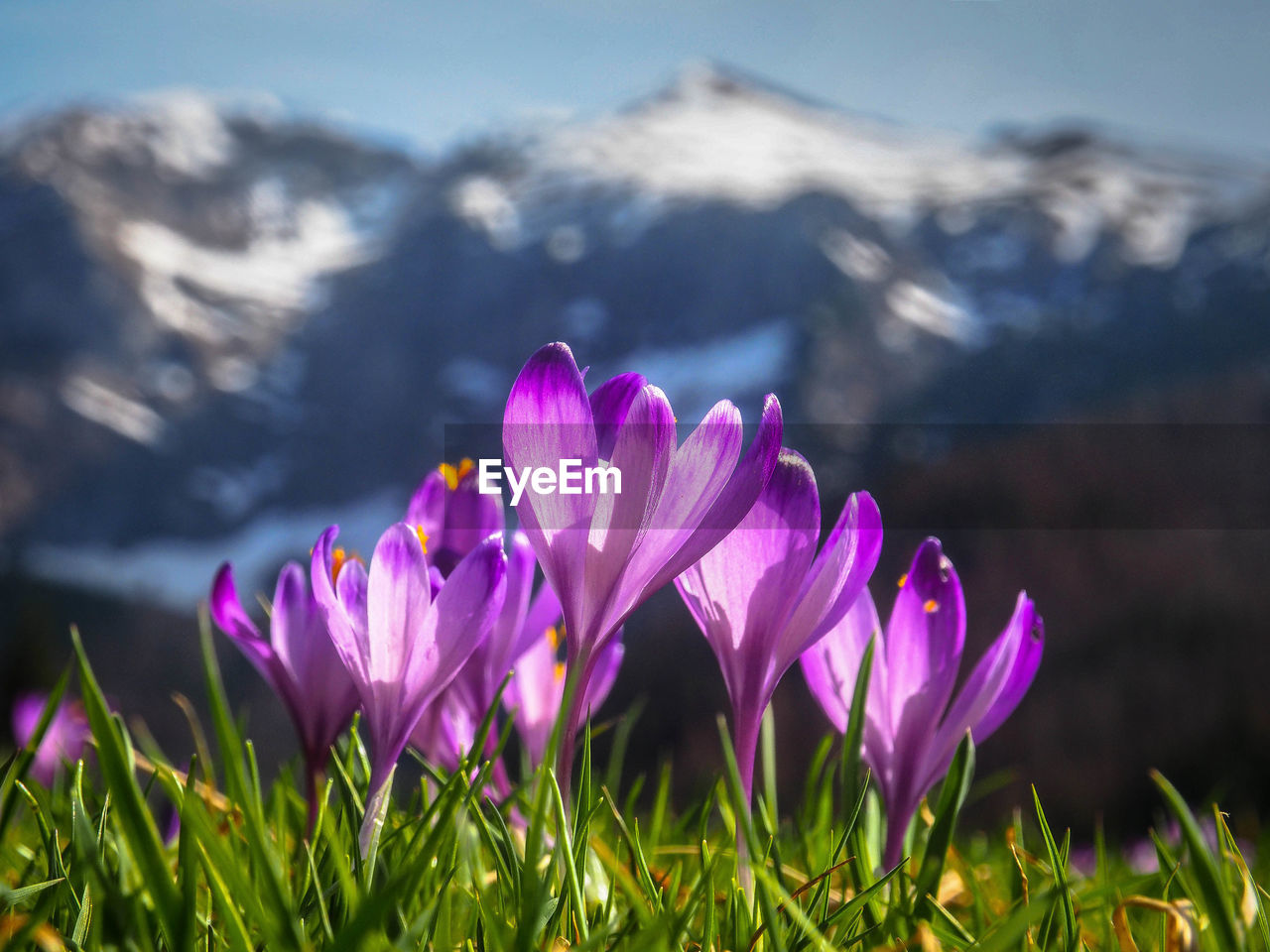 Close-up of pink crocus flowers on field