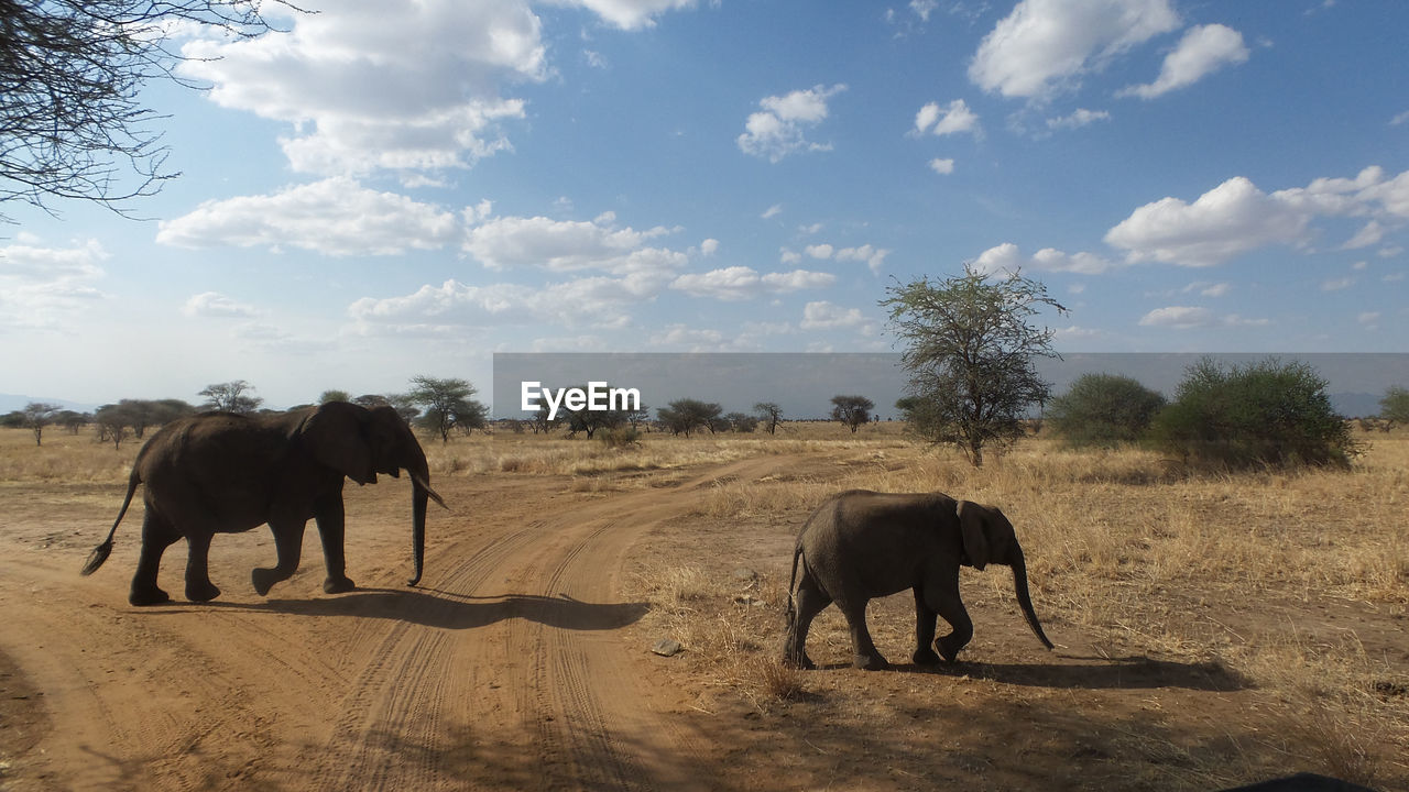 Elephant with calf walking on landscape against sky