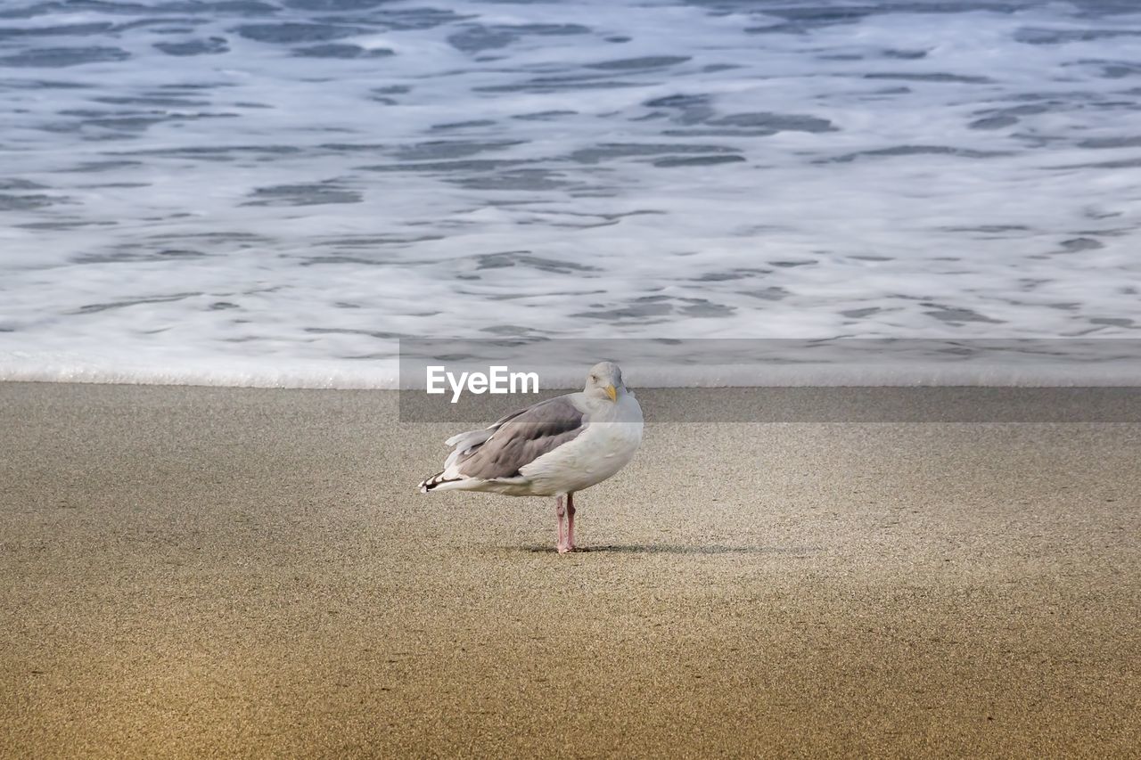 SEAGULL PERCHING ON SAND AT BEACH