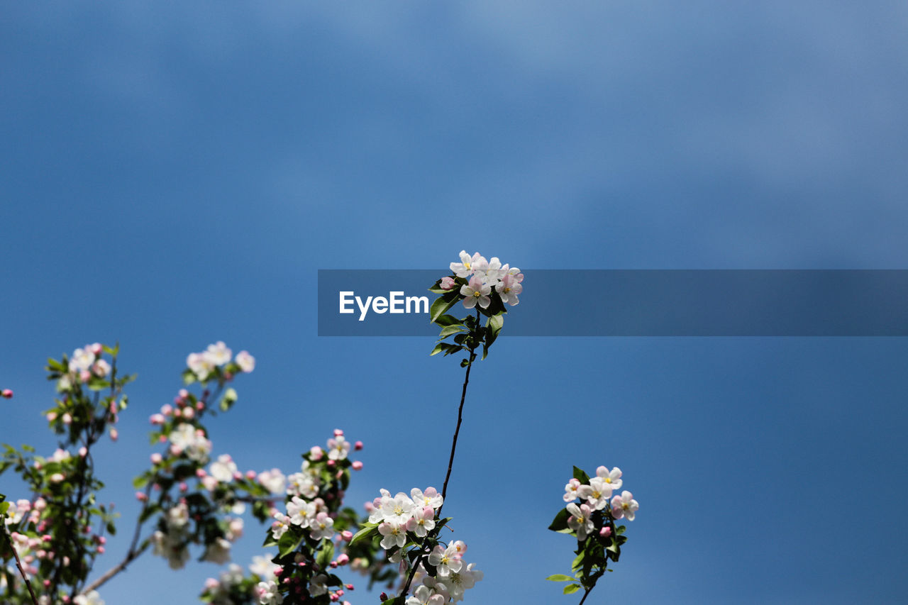 Low angle view of white flowers blooming against clear blue sky