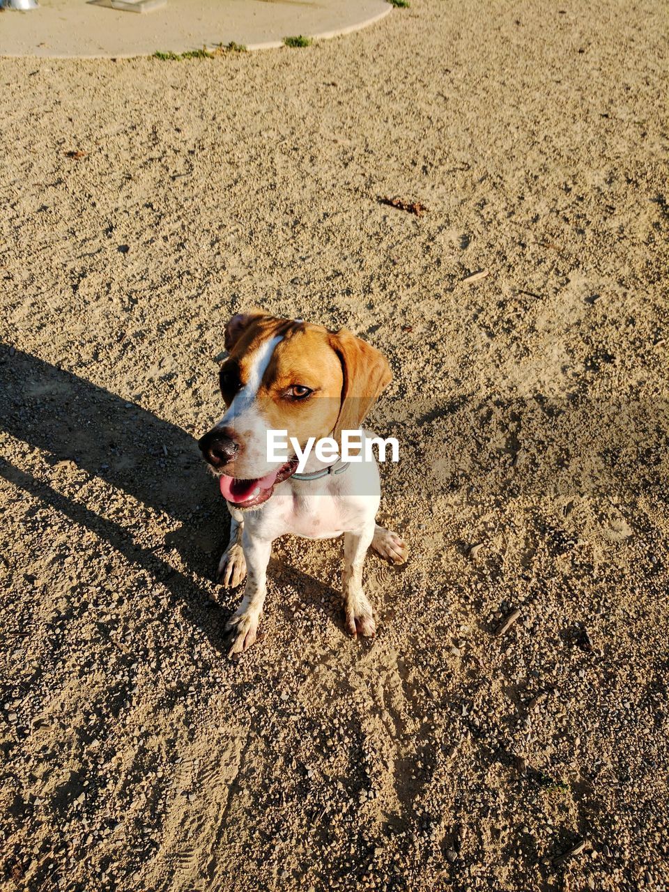 HIGH ANGLE VIEW PORTRAIT OF DOG ON SAND