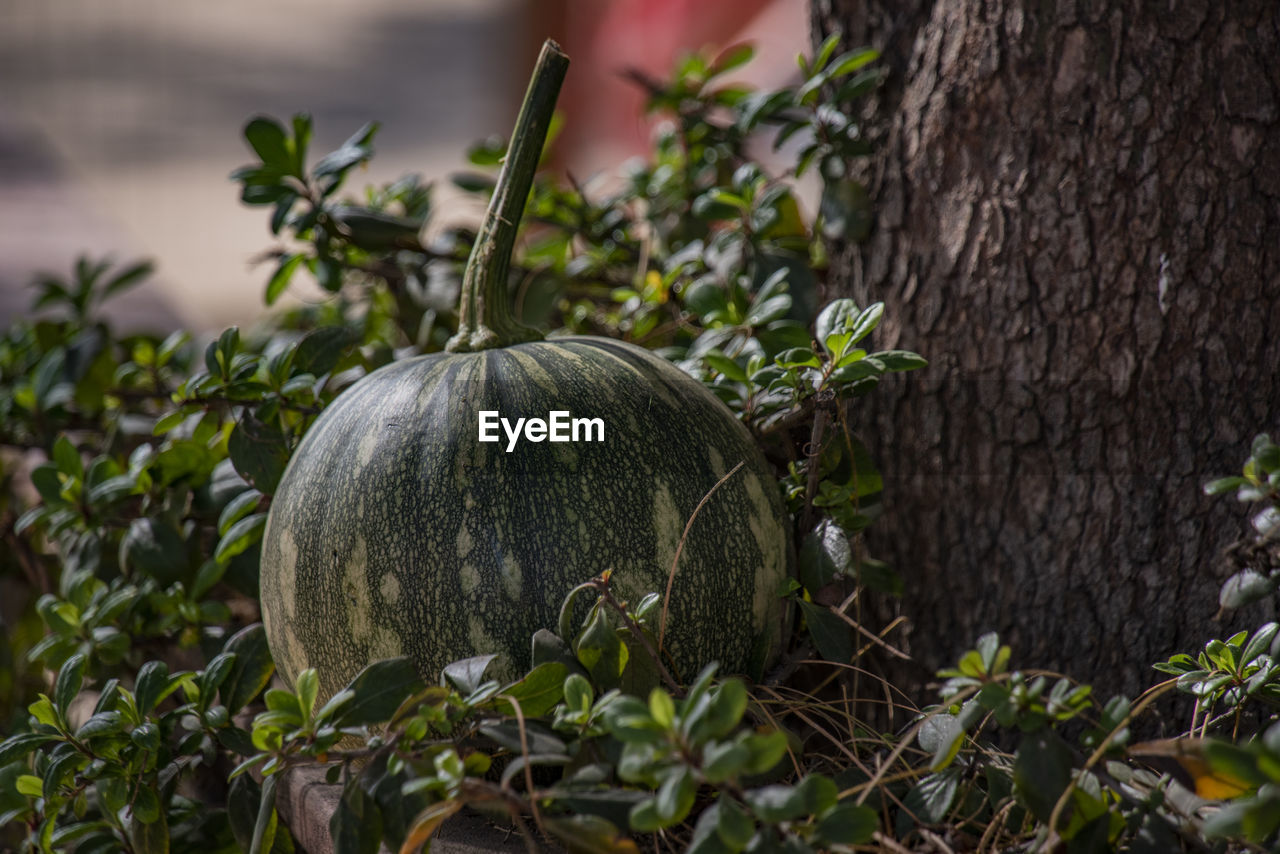 Close-up of picked pumpkin under a tree on the ground