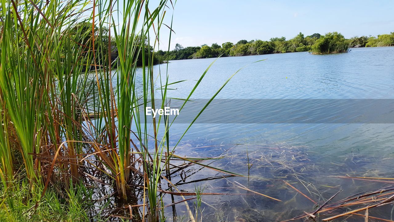 PLANTS BY LAKE AGAINST SKY