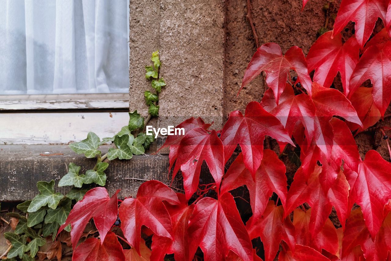 CLOSE-UP OF RED PLANT AGAINST WALL