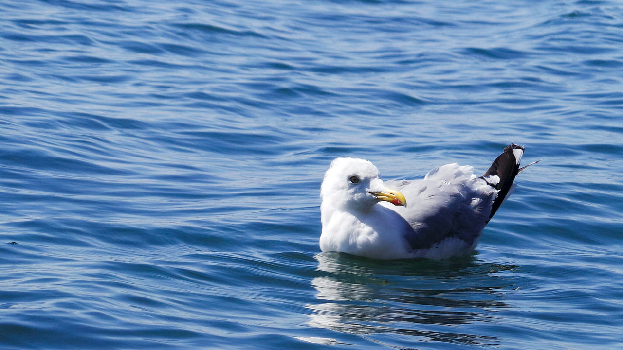 Close-up of seagull swimming