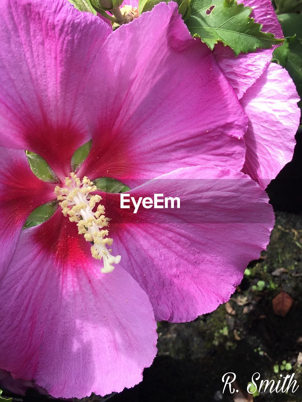 CLOSE-UP OF HIBISCUS BLOOMING OUTDOORS