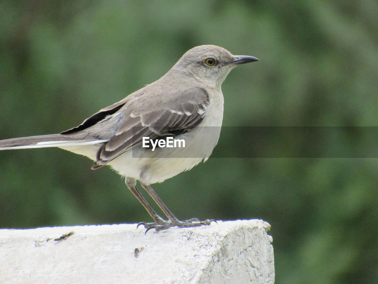 Close-up of bird perching on retaining wall