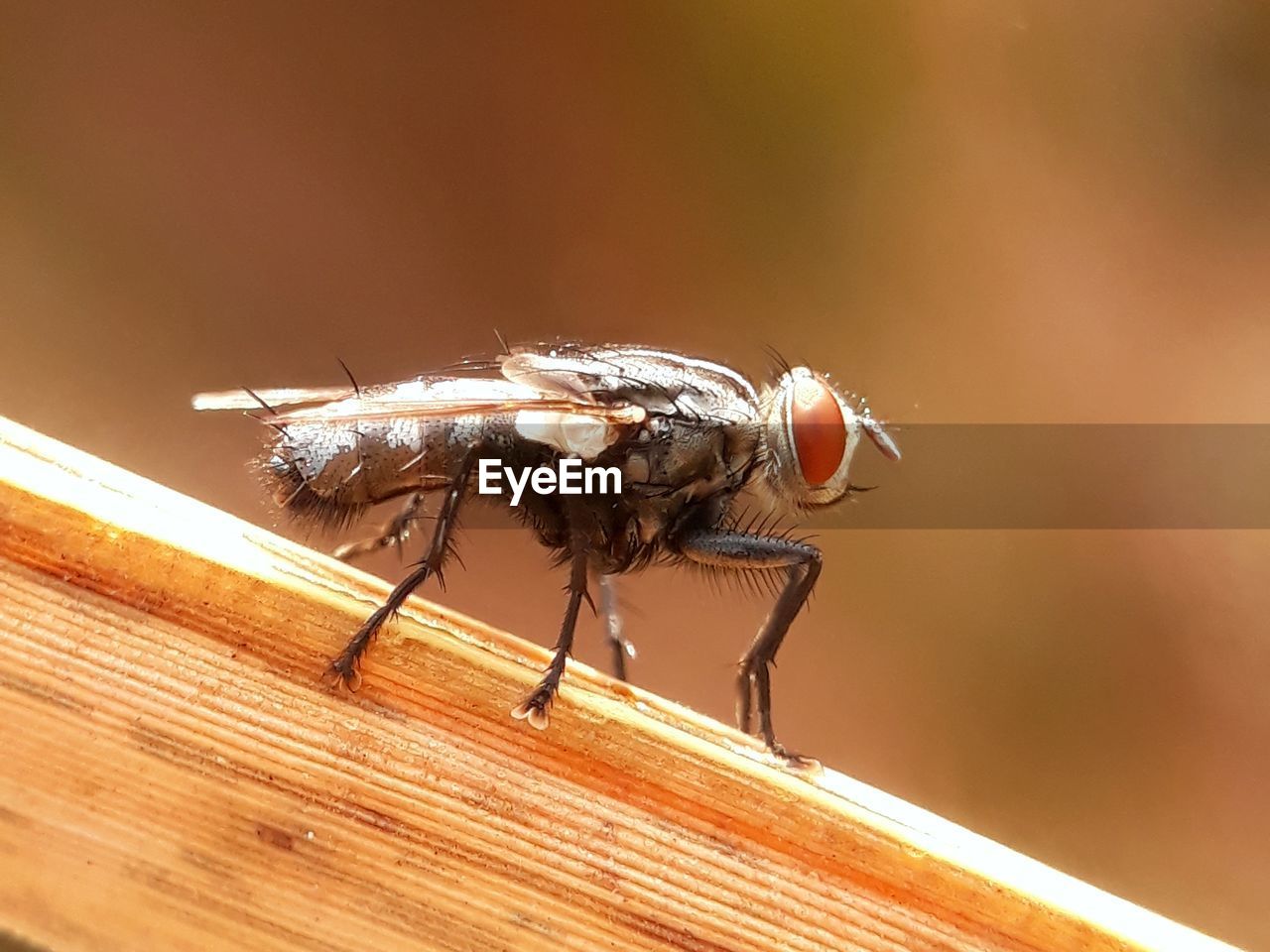 CLOSE-UP OF HOUSEFLY