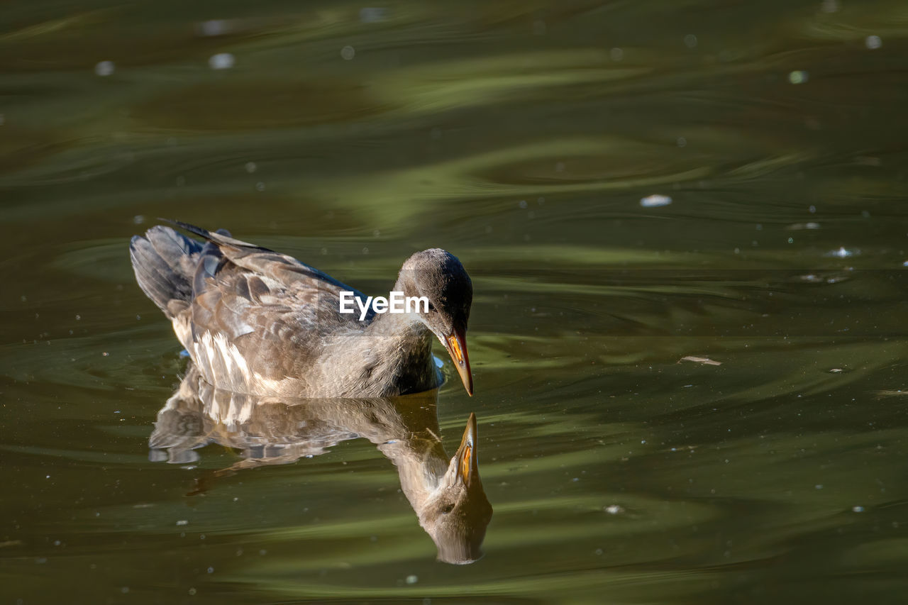 HIGH ANGLE VIEW OF BIRD SWIMMING IN LAKE