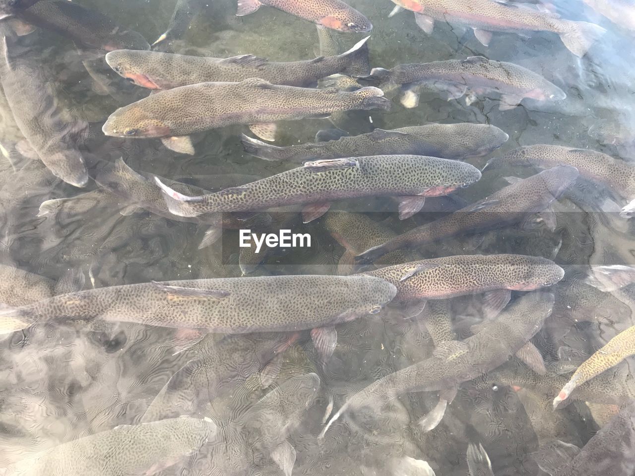 HIGH ANGLE VIEW OF FISH SWIMMING UNDERWATER