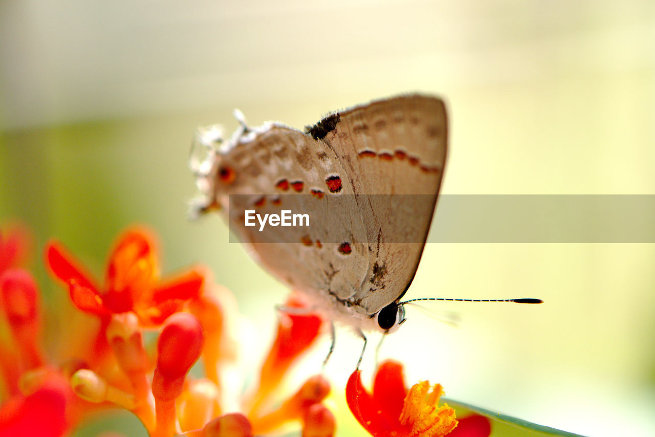 CLOSE-UP OF BUTTERFLY ON FLOWER