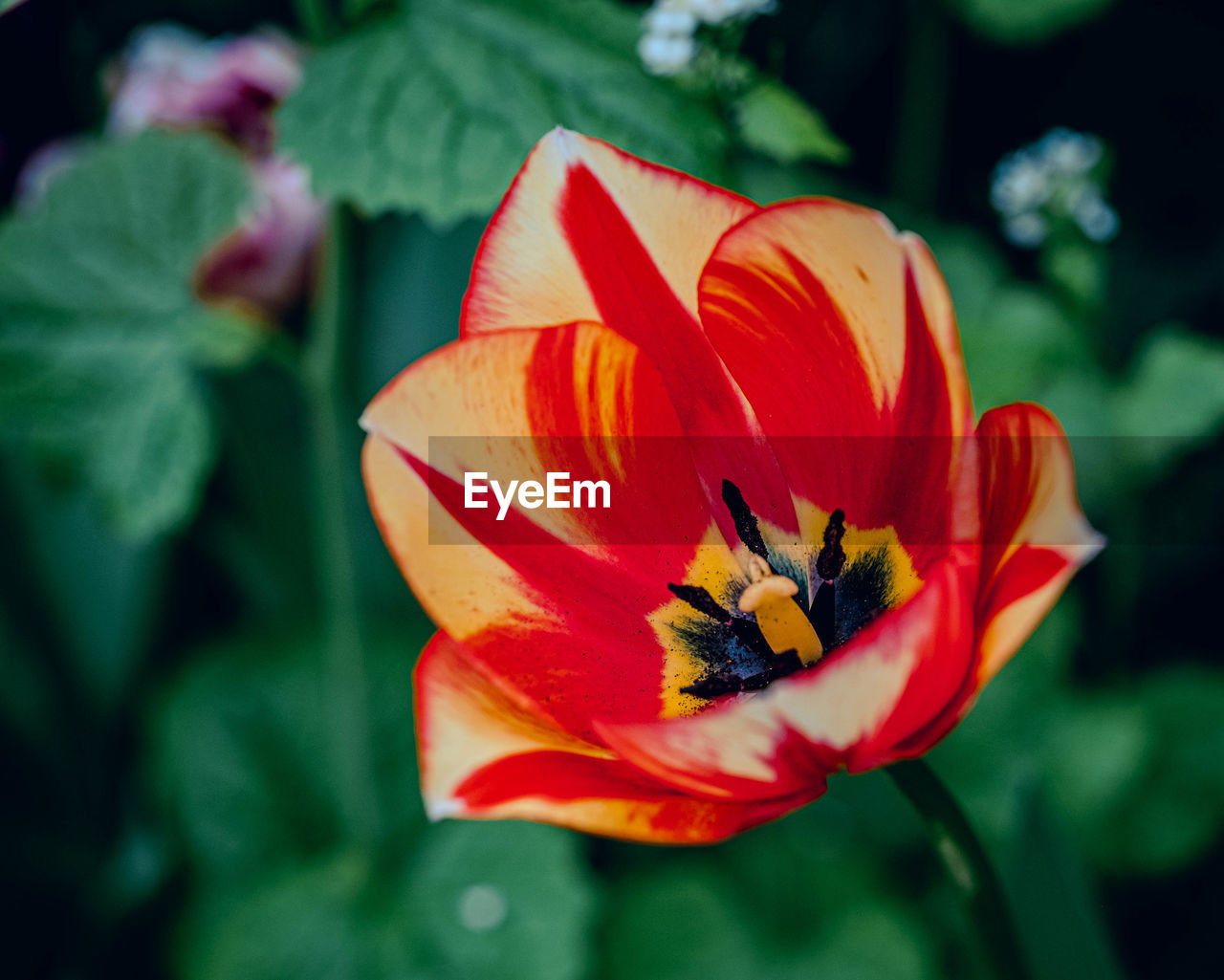 flowering plant, flower, plant, freshness, beauty in nature, petal, close-up, flower head, fragility, macro photography, red, nature, inflorescence, growth, yellow, focus on foreground, no people, leaf, pollen, outdoors, plant part, botany, day