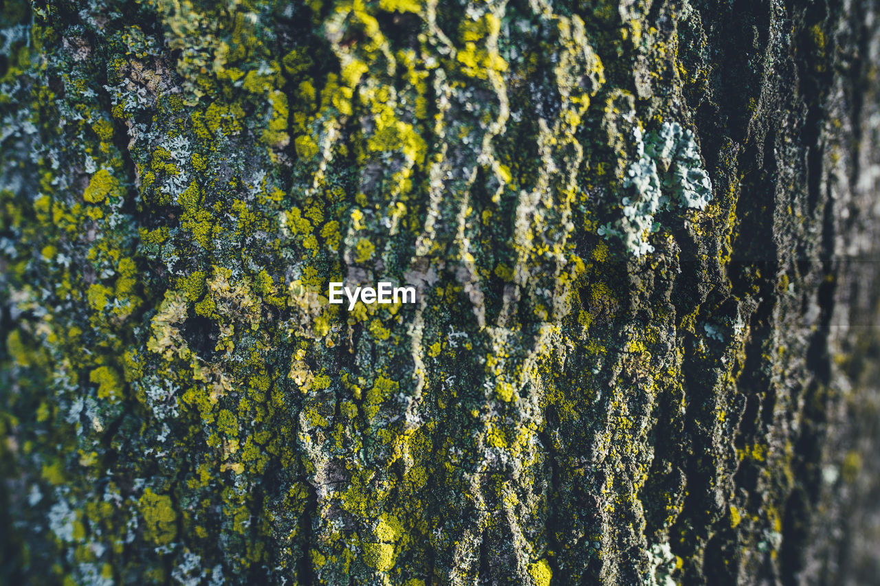 Full frame shot of moss growing on tree trunk