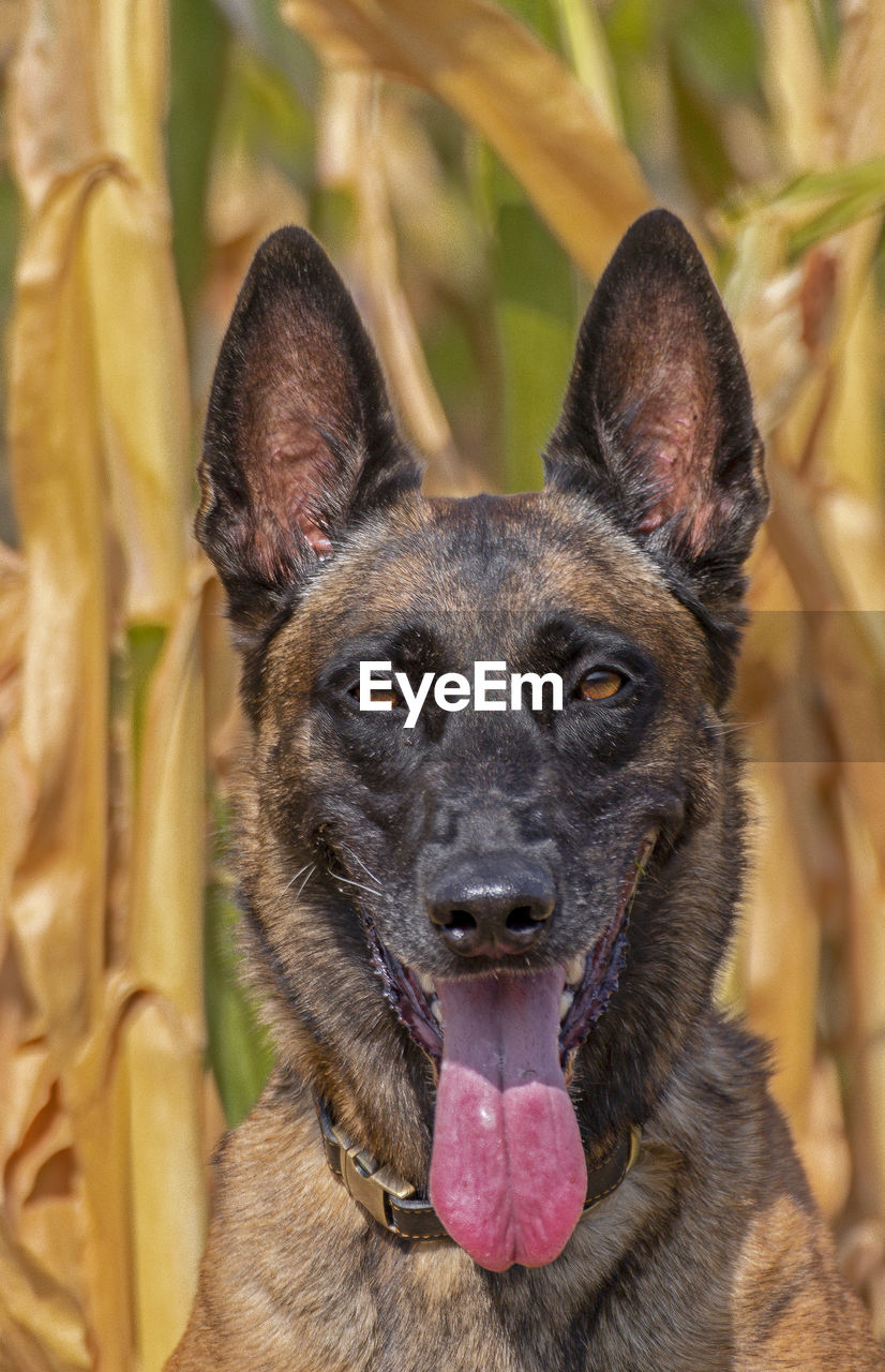 CLOSE-UP PORTRAIT OF DOG STICKING OUT TONGUE