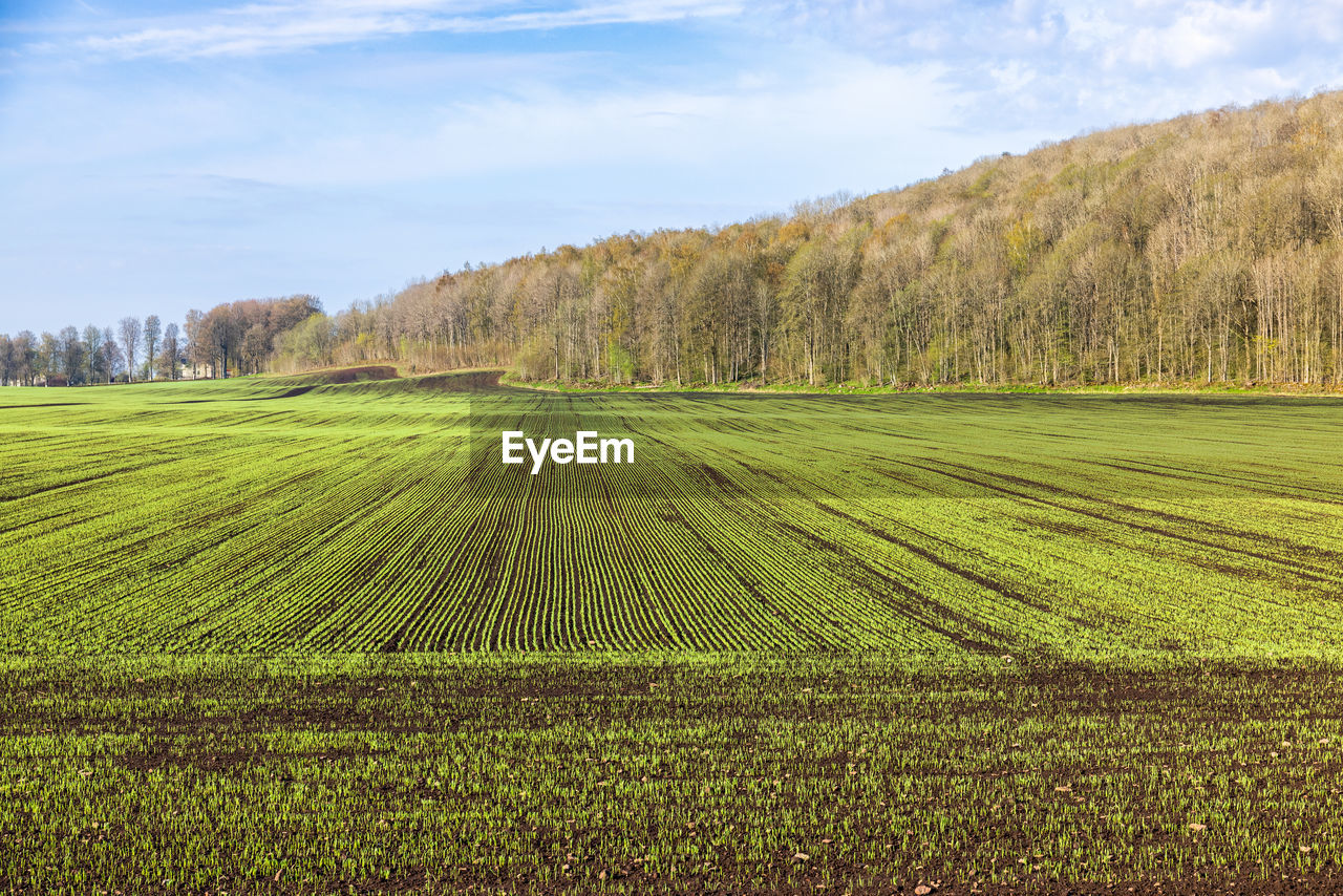 Lush fields in spring at the countryside