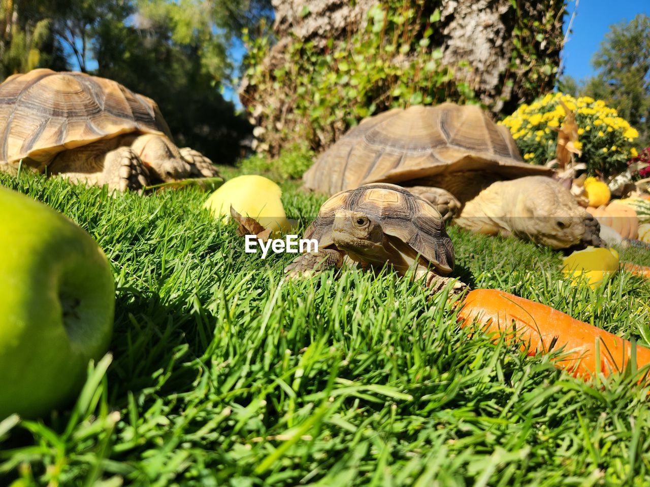 Tortoise trio