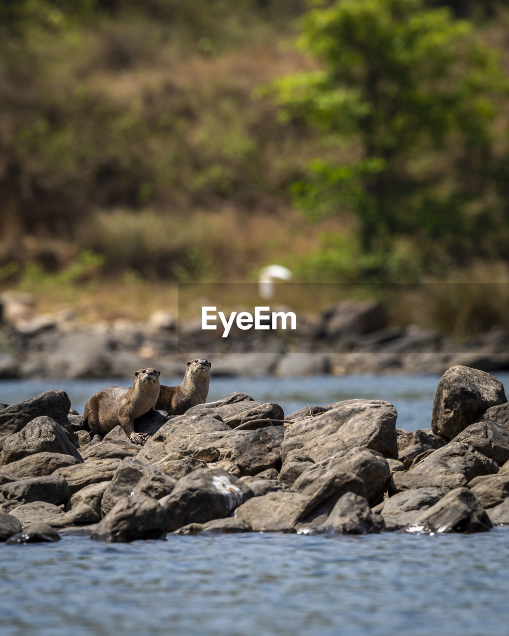 VIEW OF BIRDS ON ROCKS