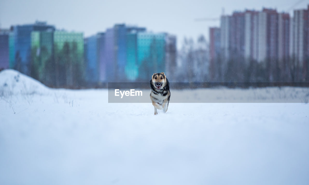 PORTRAIT OF DOG RUNNING ON SNOW COVERED LANDSCAPE