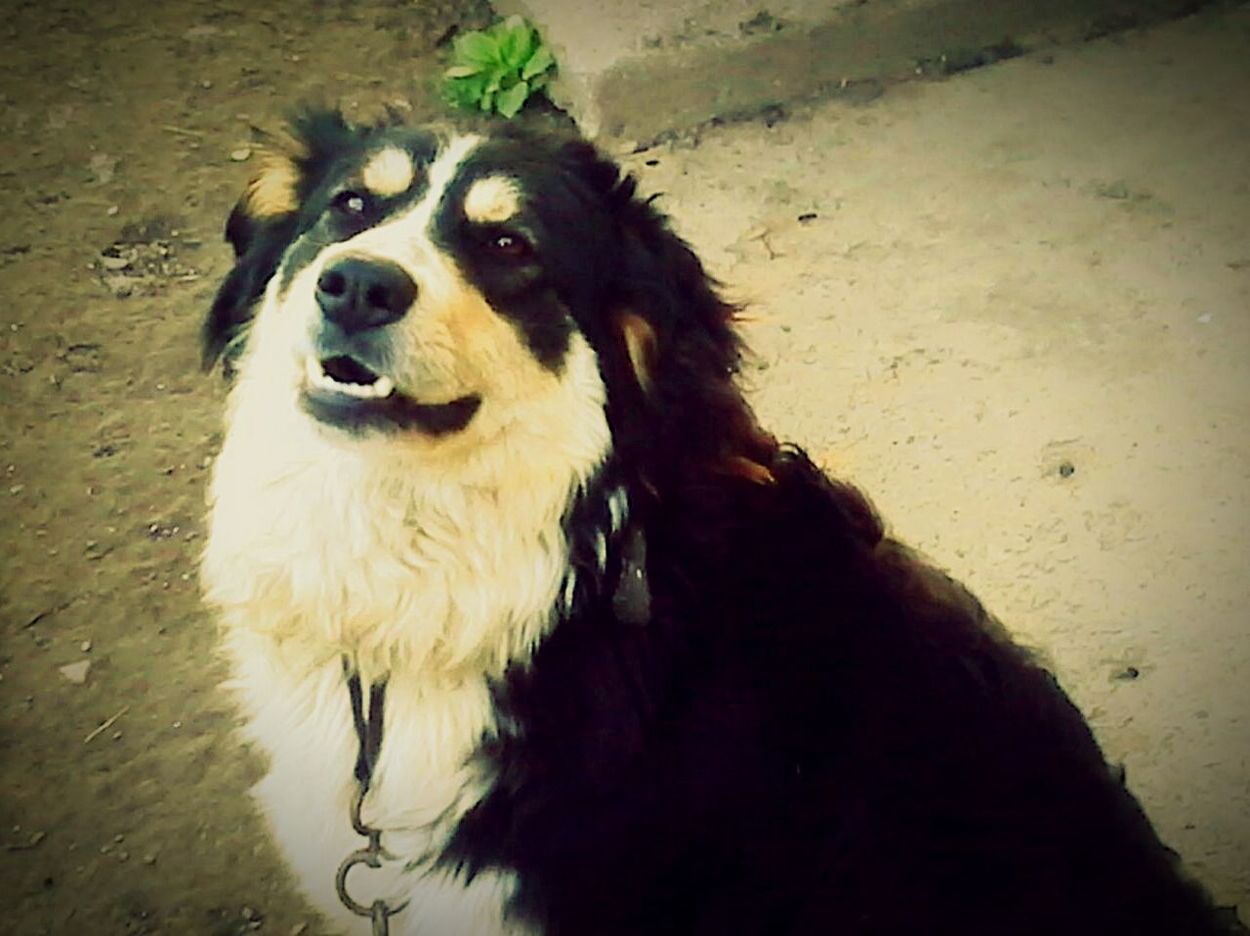 PORTRAIT OF DOG OUTDOORS