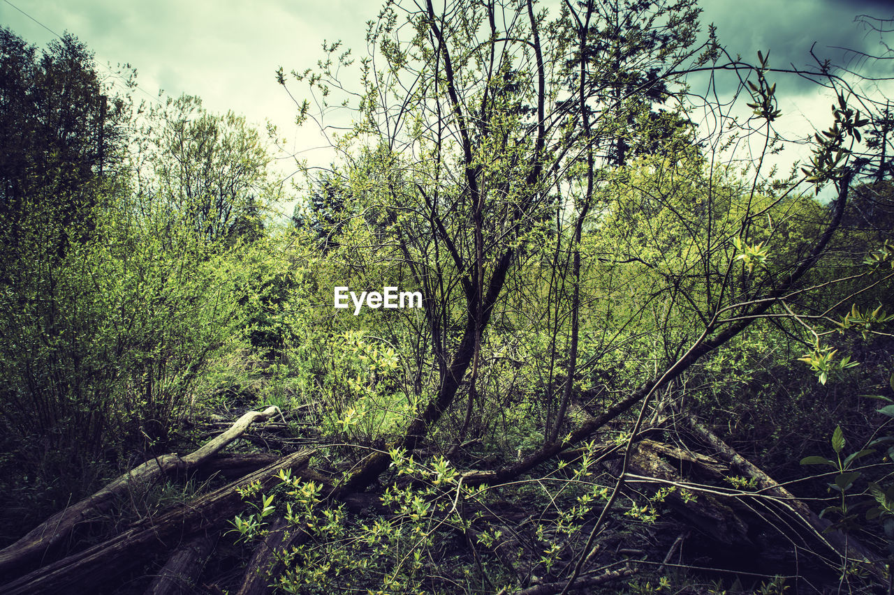 View of trees in the forest