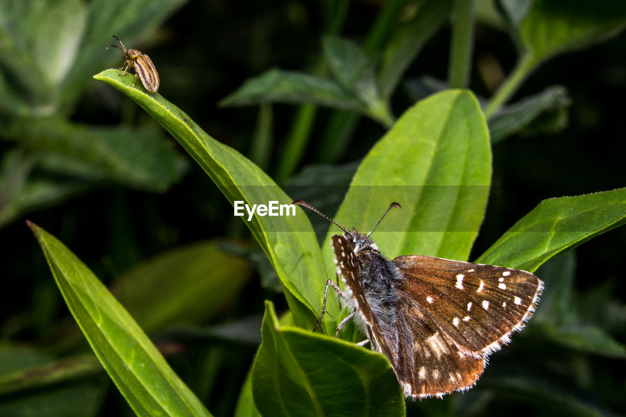 BUTTERFLY ON LEAF