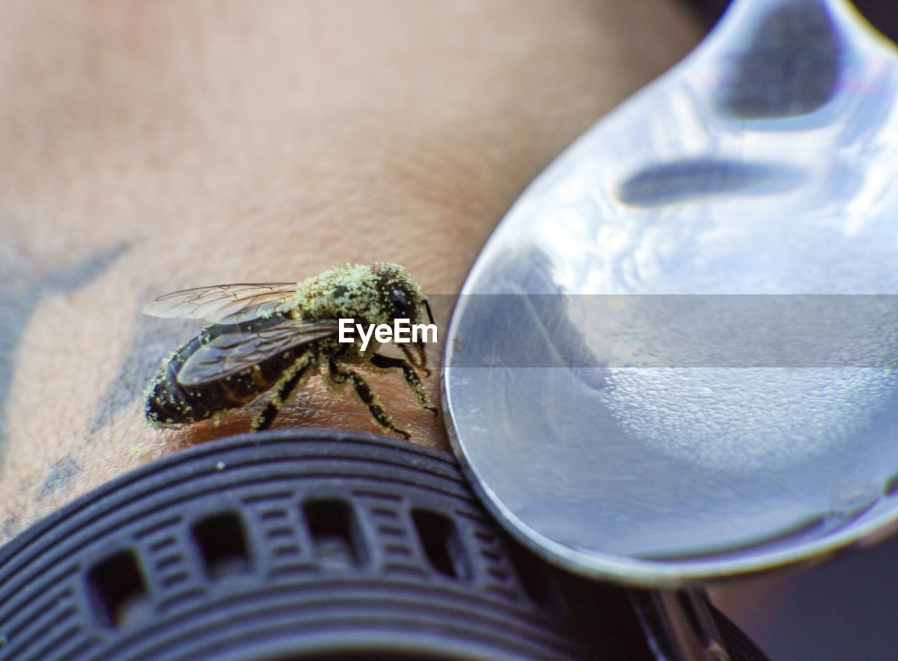 High angle view of insect on table