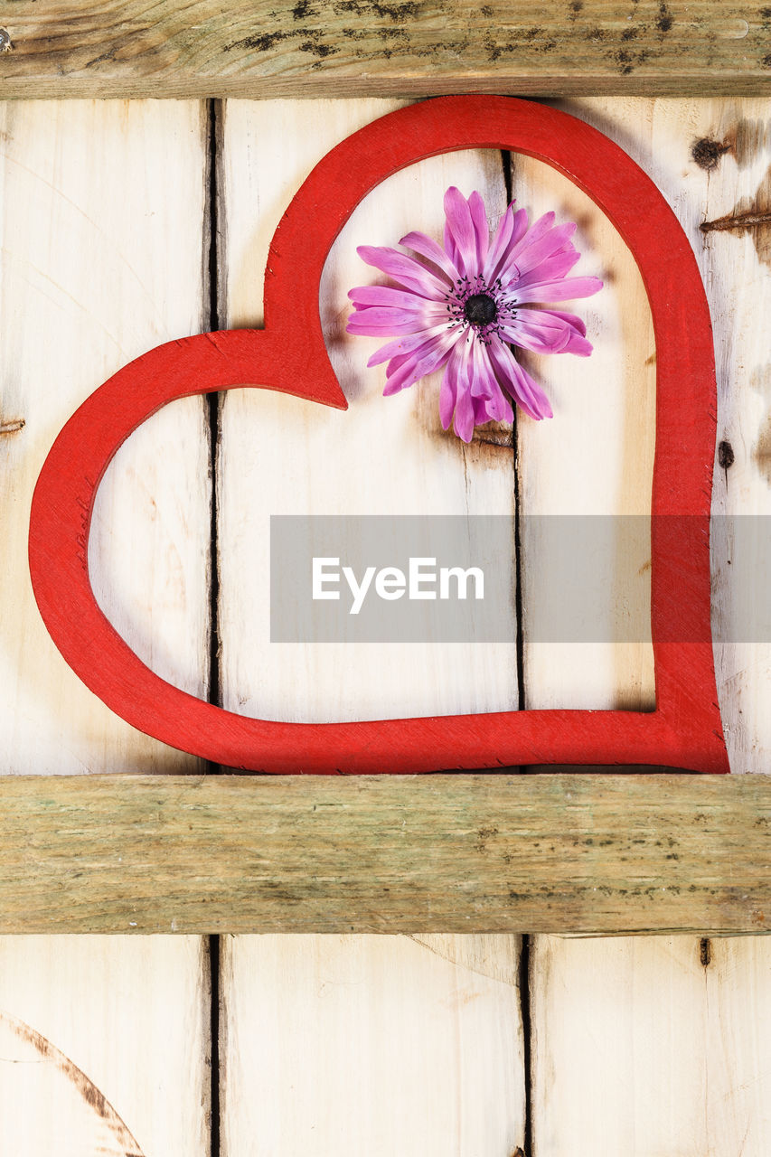 CLOSE-UP OF PINK FLOWERING PLANT ON WALL