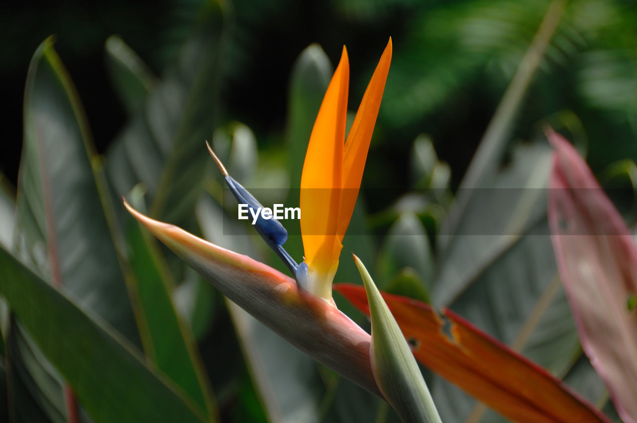 CLOSE-UP OF ORANGE FLOWERING PLANTS