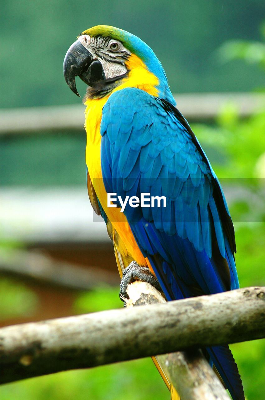 Close-up of blue parrot perching on tree