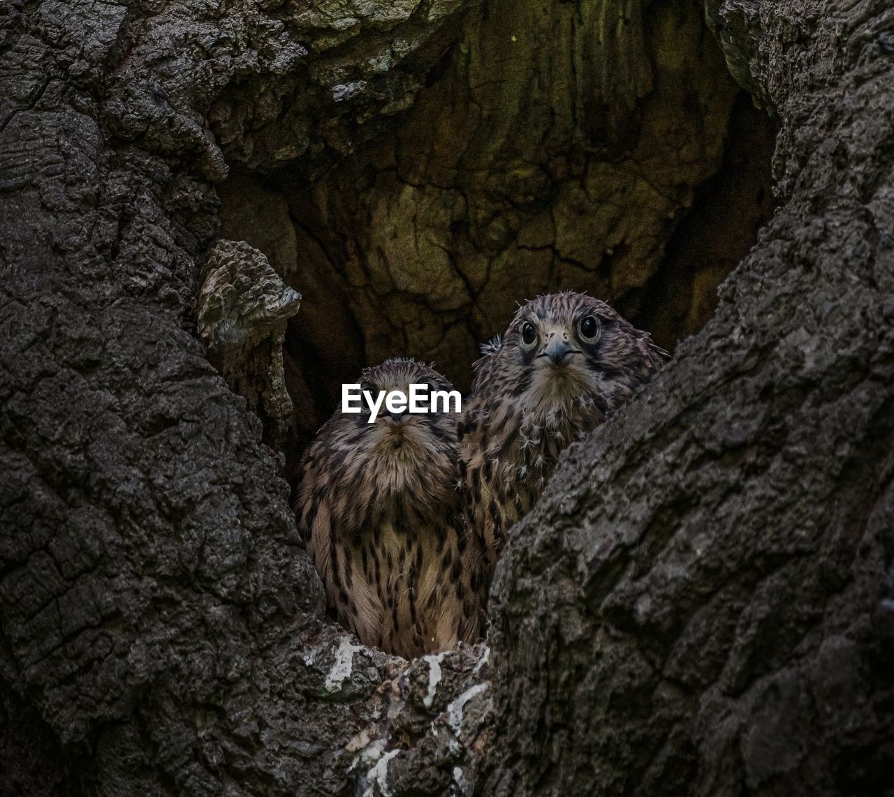 HIGH ANGLE VIEW OF BIRDS ON TREE