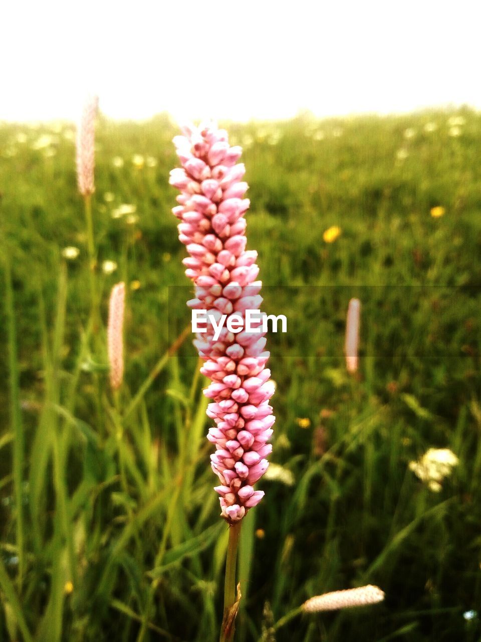 CLOSE-UP OF PINK FLOWERING PLANT IN FIELD