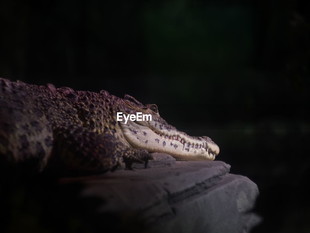 Close-up of a crocodile looking away