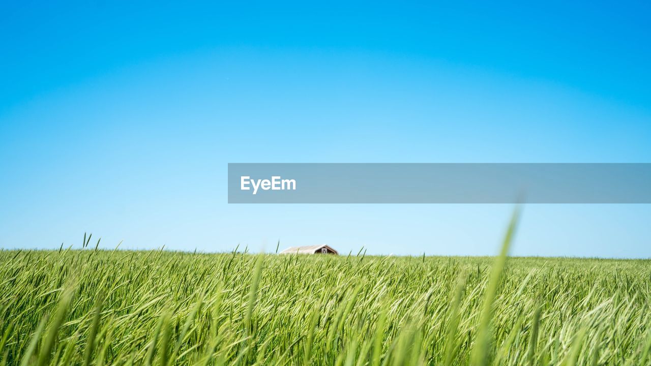 Close-up of wheat field against clear blue sky