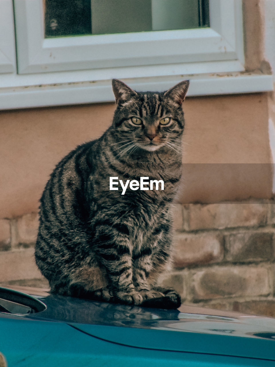 animal, animal themes, pet, domestic animals, mammal, domestic cat, cat, one animal, feline, tabby cat, sitting, whiskers, small to medium-sized cats, window, felidae, no people, portrait, looking at camera, day, carnivore, tabby