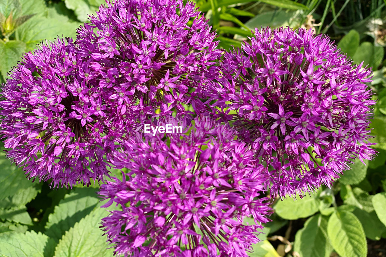 flowering plant, flower, plant, freshness, beauty in nature, purple, fragility, growth, close-up, nature, inflorescence, flower head, petal, leaf, plant part, day, no people, herb, blossom, springtime, outdoors, high angle view, botany, lilac