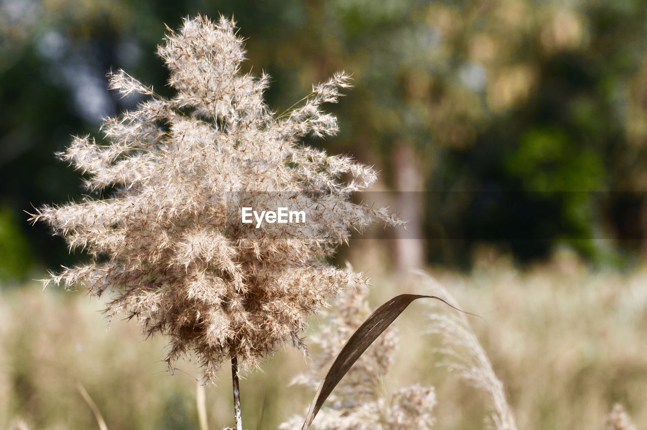 plant, nature, frost, grass, flower, beauty in nature, branch, focus on foreground, flowering plant, close-up, growth, no people, land, leaf, tree, environment, outdoors, day, tranquility, landscape, freshness, wildflower, macro photography, fragility, sunlight, white, field, winter, autumn